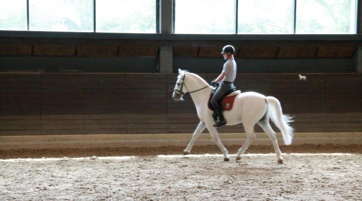 Classical riding school training